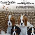 Seekem Cavaliers